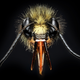 Illustration for article titled I've never seen macroscopic images as incredibly sharp as these ones